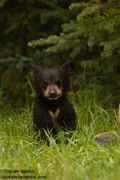 WESTERN CANADA - June 2011